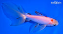 5.25" SARASA WATONAI GOLDFISH