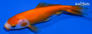 5" WAKIN GOLDFISH
