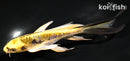 5.5" KIN KIKOKURYU BUTTERFLY
