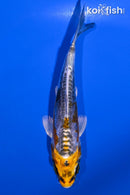 4.5" BENI KIKOKURYU