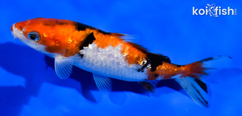 5" GINRIN SANKE