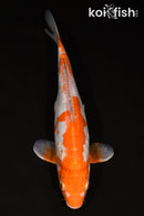 12" DOITSU OCHIBA SHIGURE