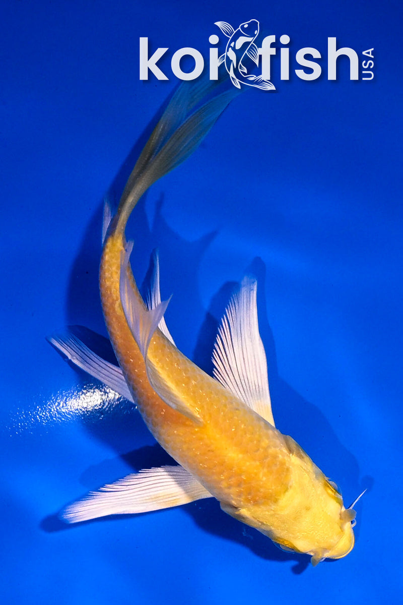 4.5" GINRIN YAMABUKI OGON