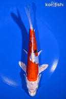 7.5" HEISEI NISHIKI