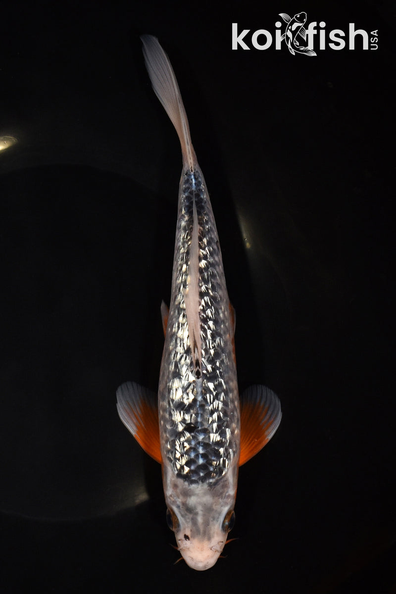 8.75" GINRIN ASAGI