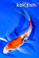 6.75" SANKE BUTTERFLY
