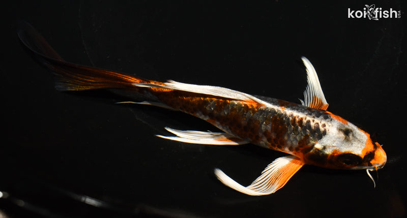 7" BENI GINGA BUTTERFLY