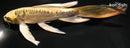 7.75" DOITSU KUJAKU BUTTERFLY