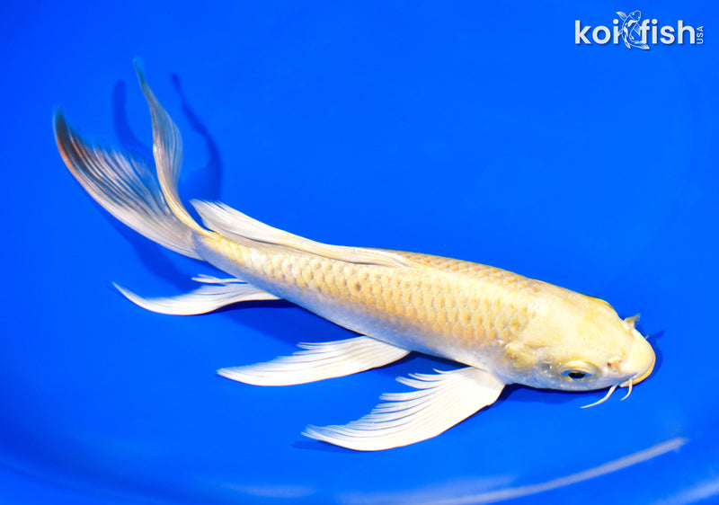 8" YAMABUKI OGON BUTTERFLY