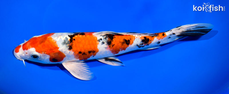 10.75" YAMATO NISHIKI