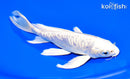 7" ARAGOKE PLATINUM OGON BUTTERFLY