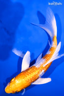 6.75" GINRIN HARIWAKE BUTTERFLY