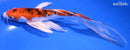 7.75" YAMATO NISHIKI BUTTERFLY