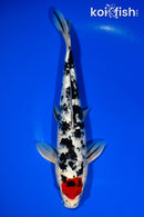 11.25" GINRIN TANCHO SANKE