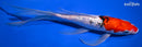 9.75" GINRIN SANKE BUTTERFLY