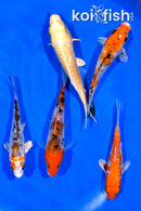 PACK OF (5) 3.75-4.25" STANDARD KOI