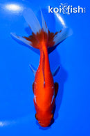 5.75" WATONAI GOLDFISH