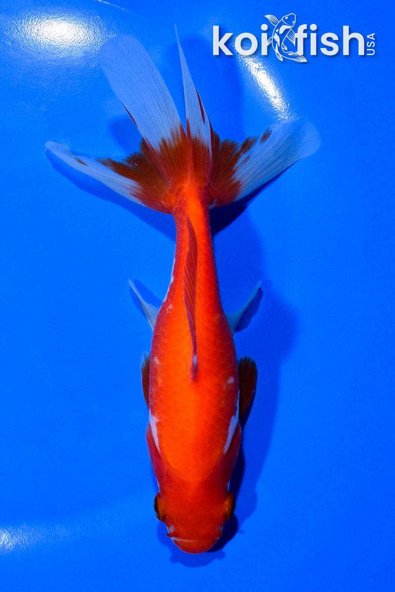5.75" WATONAI GOLDFISH