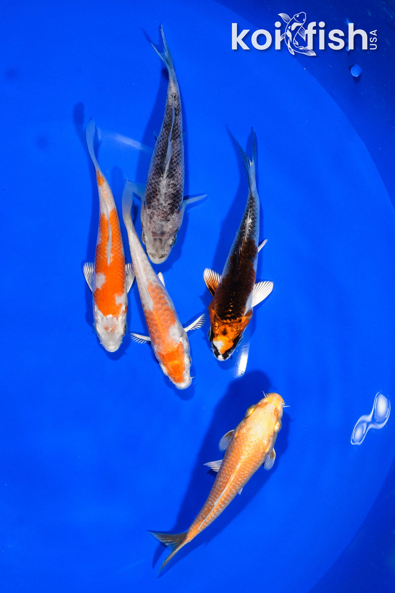 PACK OF (5) 3.25"-3.5" STANDARD KOI
