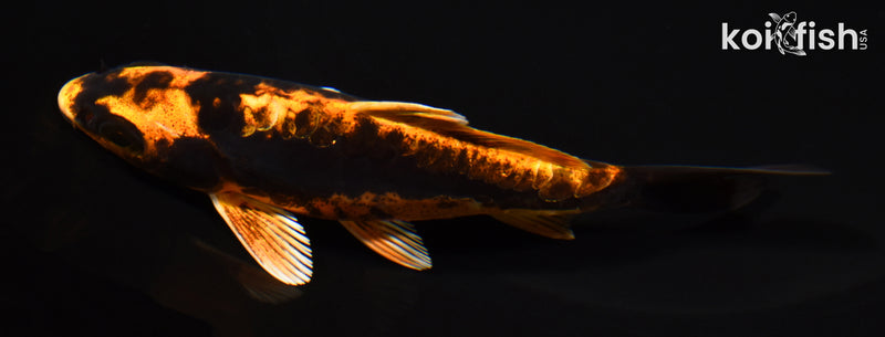 5" DOITSU ORENJI MATSUBA