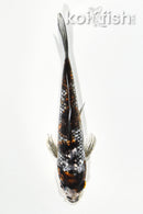 5.5" GINRIN BENI MATSUKAWABKE