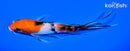 6" SANKE BUTTERFLY