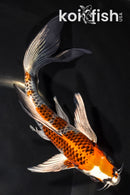 7.25" BENI GINGA BUTTERFLY