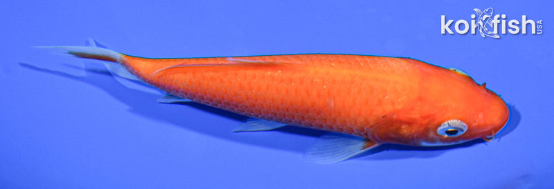 5.5" BENIGOI