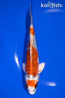 7.5" GINRIN KUJAKU