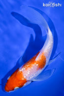 5.75" GINRIN KOHAKU BUTTERFLY