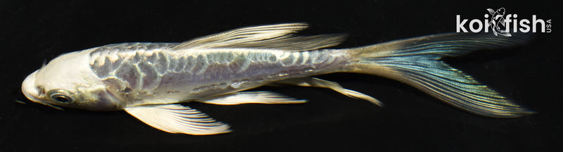 5.5" ARAGOKE KIKOKURYU BUTTERFLY