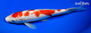 9.5" KOHAKU