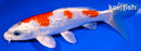 7.25" GINRIN HARIWAKE