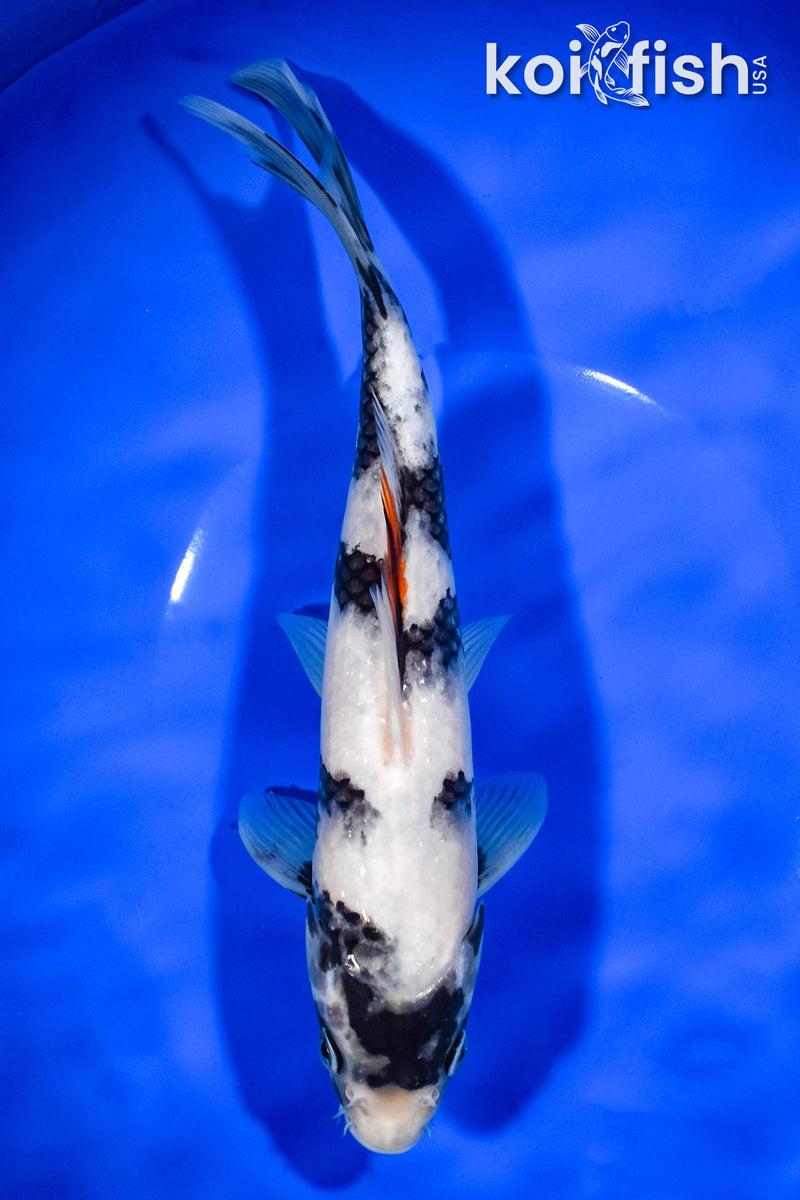 9.25" SHIRO UTSURI