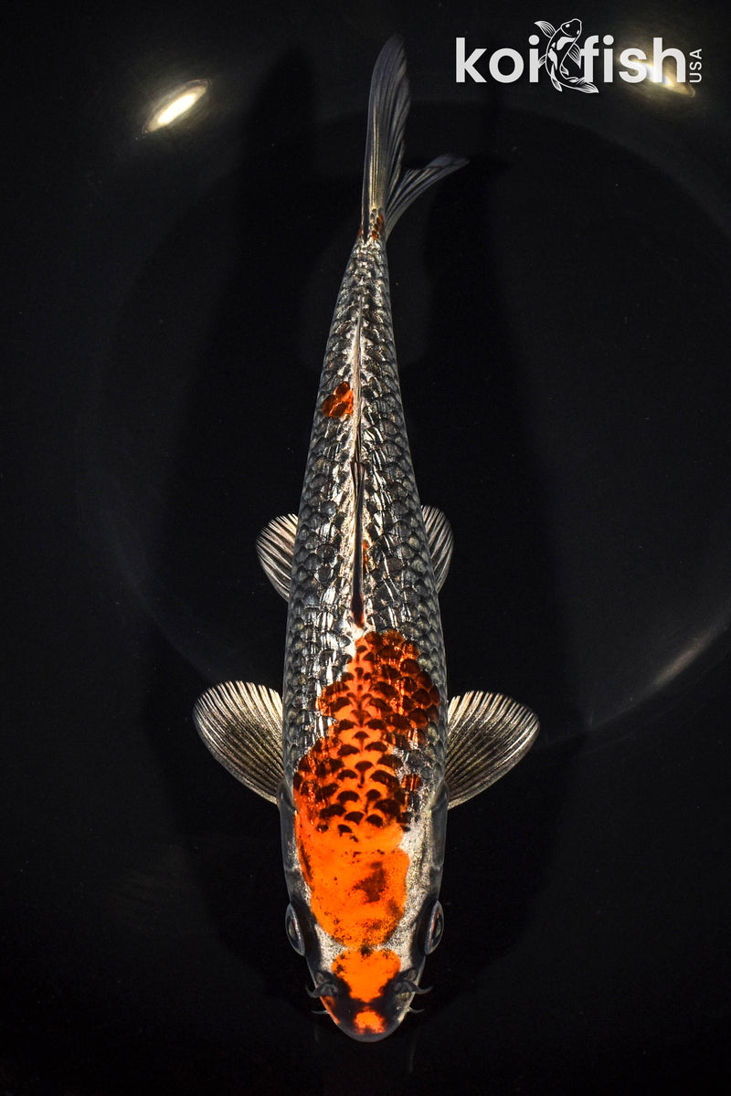 7.75" GINRIN BENI GINGA