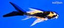 4.5" BENI KIKOKURYU BUTTERFLY