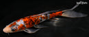 9.25" BENI MATSUKAWBAKE BUTTERFLY