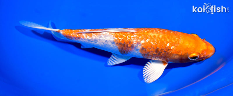 8.25" GINRIN HARIWAKE