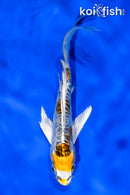 4.5" ARAGOKE KUJAKU BUTTERFLY