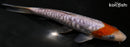 7.25" DOITSU OCHIBA SHIGURE