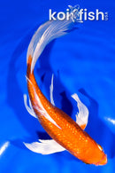 7.75" GINRIN HARIWAKE BUTTERFLY