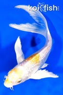 8"  GINRIN LEMON HARIWAKE BUTTERFLY