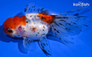 4.5" ORANDA GOLDFISH