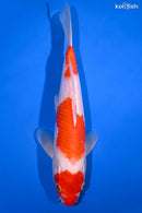 10.5" KOHAKU