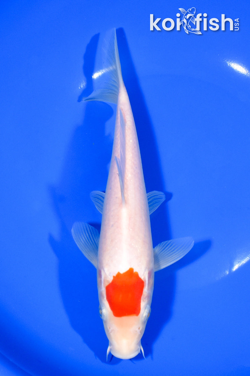 8.5" TANCHO KOHAKU