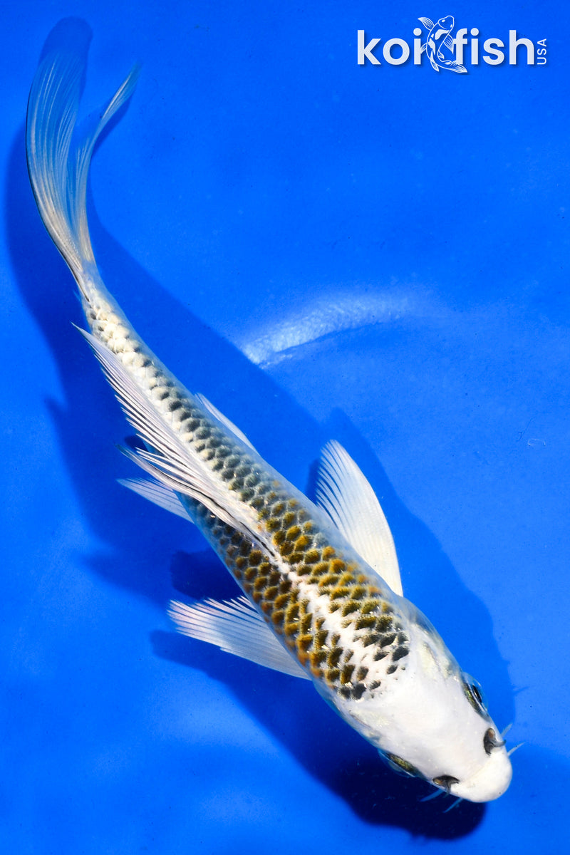 5.5" KUJAKU BUTTERFLY