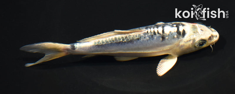 5.5" BENI KIKOKURYU