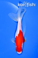 5.75" SARASA WAKIN GOLDFISH