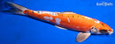 14.5" BENI KIKOKURYU