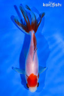 5.5" MARUTEN WAKIN GOLDFISH